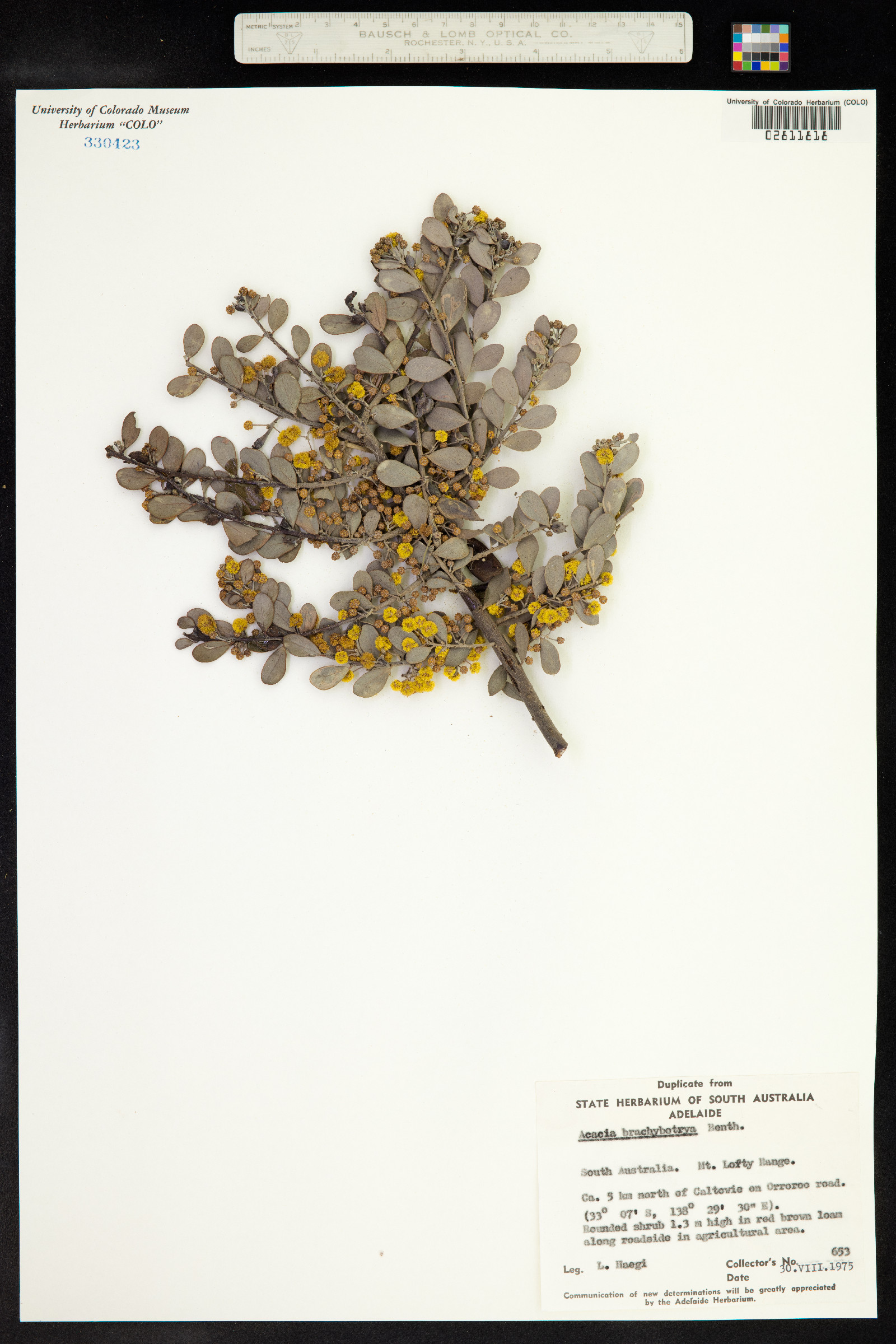 Acacia brachybotrya image