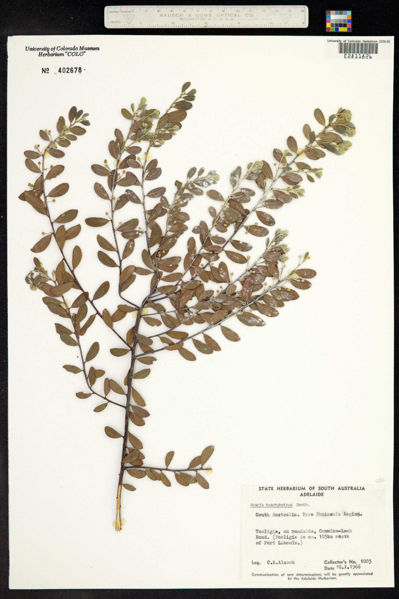 Acacia brachybotrya image