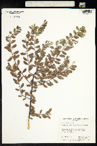Image of Acacia brachybotrya