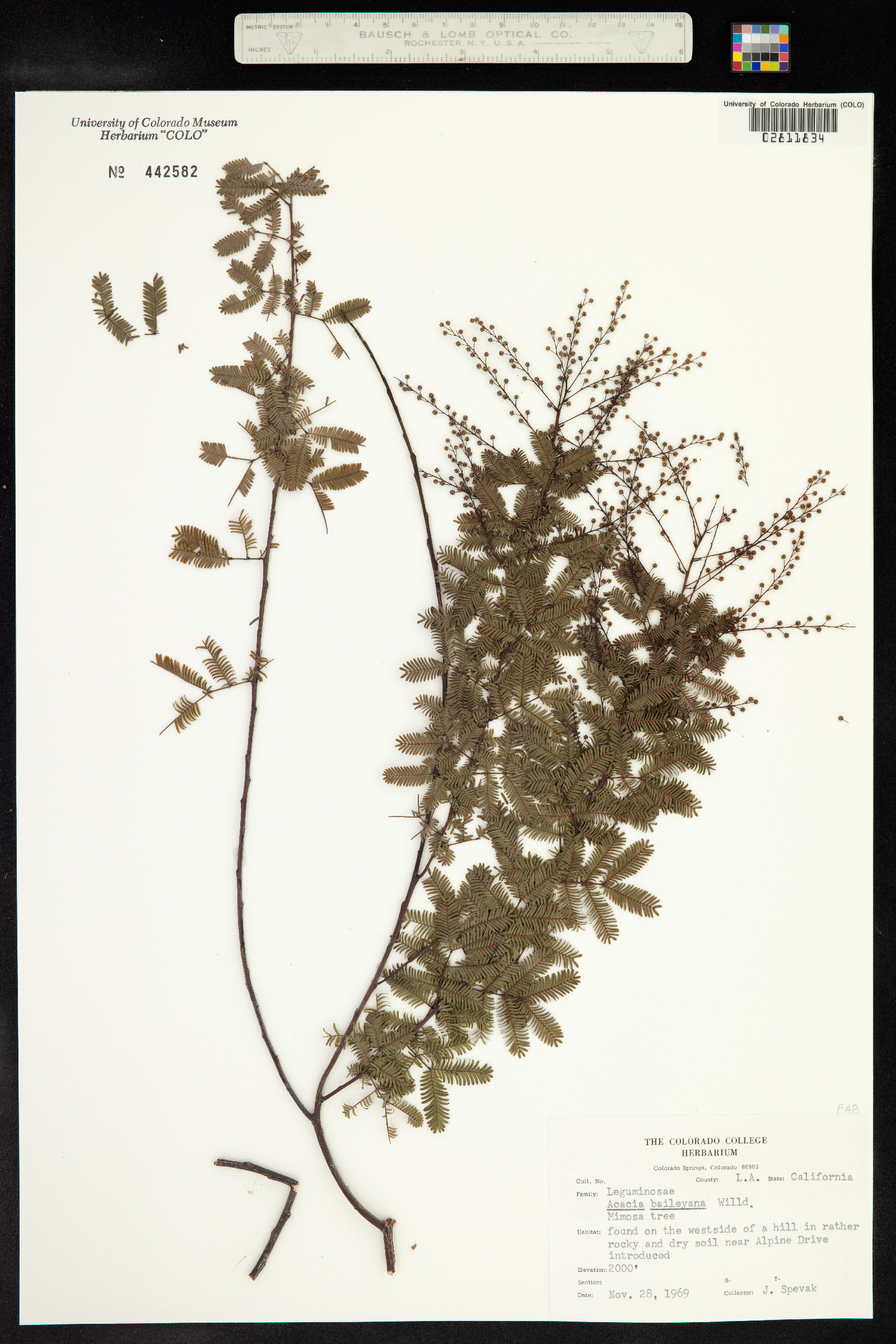 Acacia baileyana image