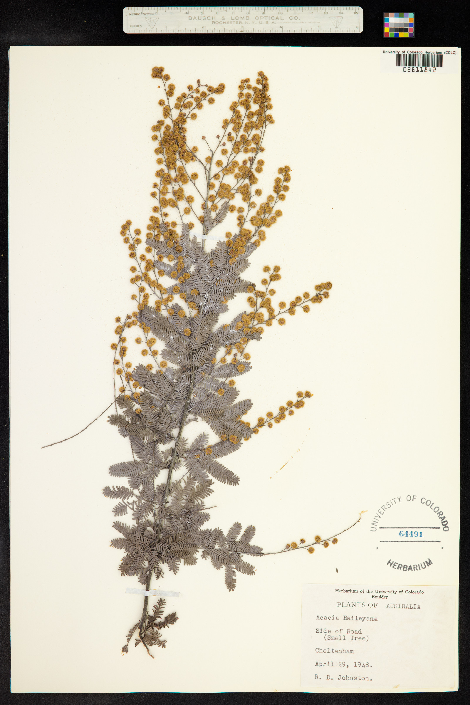 Acacia baileyana image