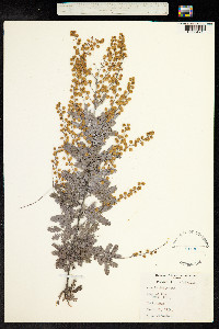 Image of Acacia baileyana