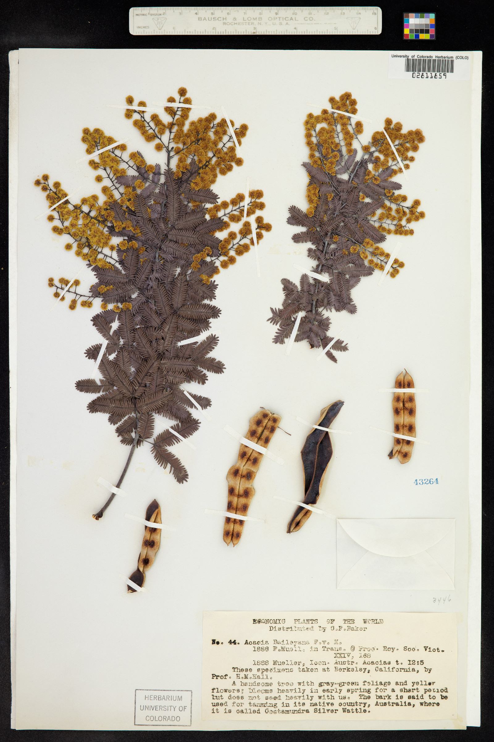 Acacia baileyana image