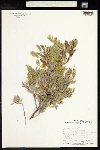 Image of Acacia argyrophylla