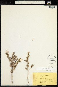 Image of Acacia buxifolia