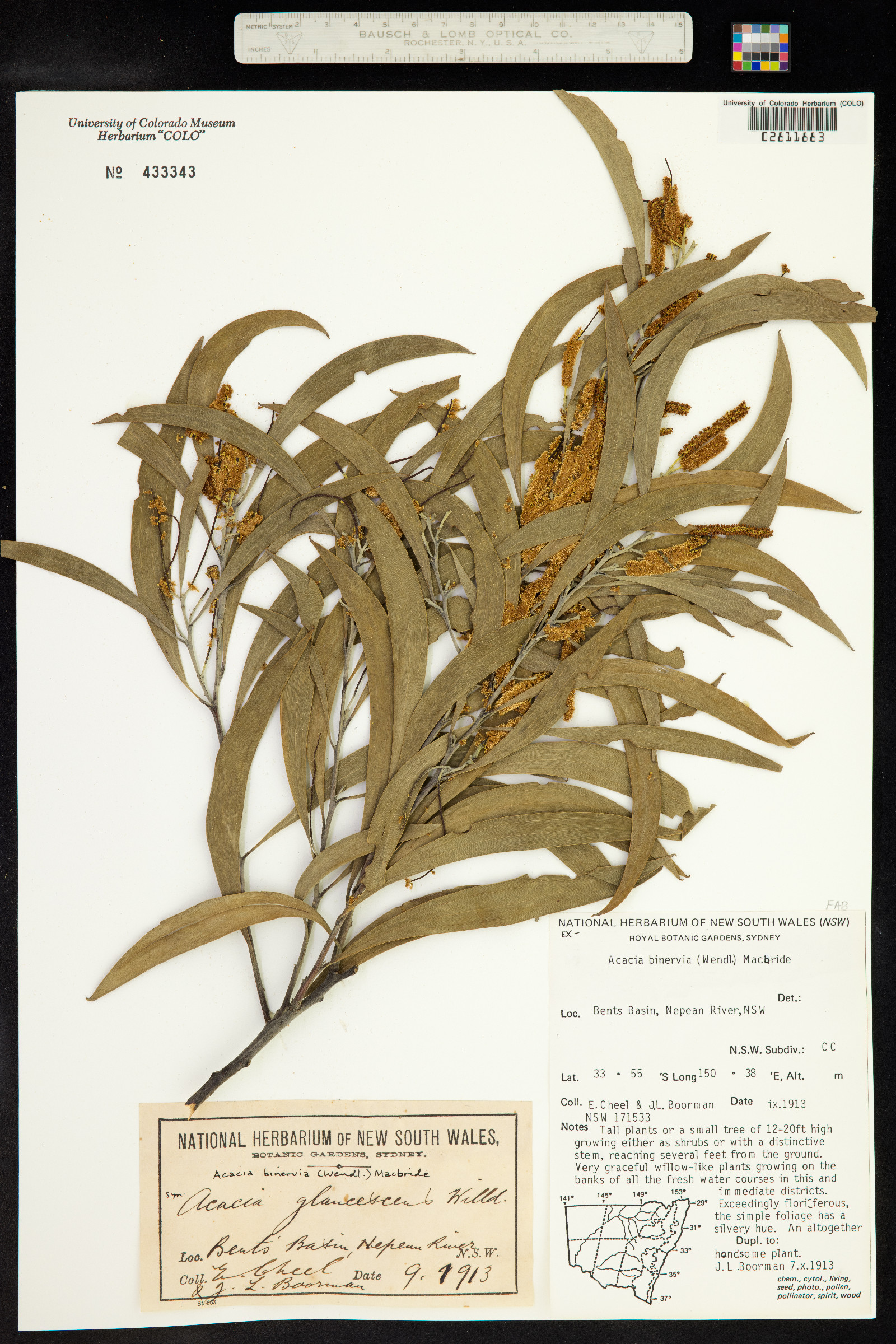 Acacia binervia image