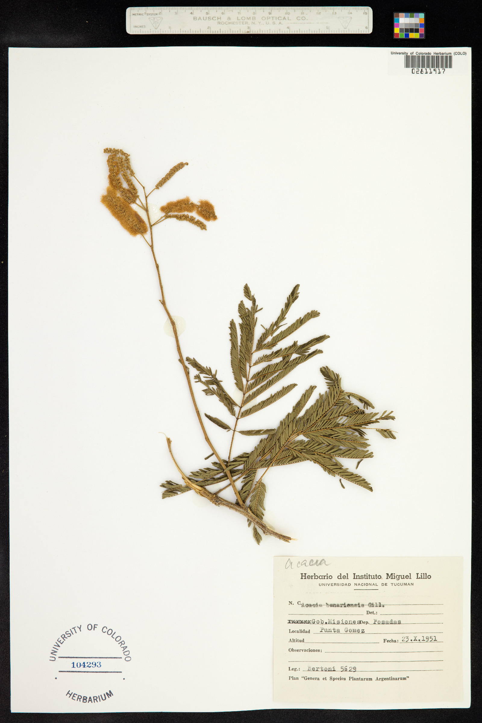 Acacia horrida subsp. benadirensis image
