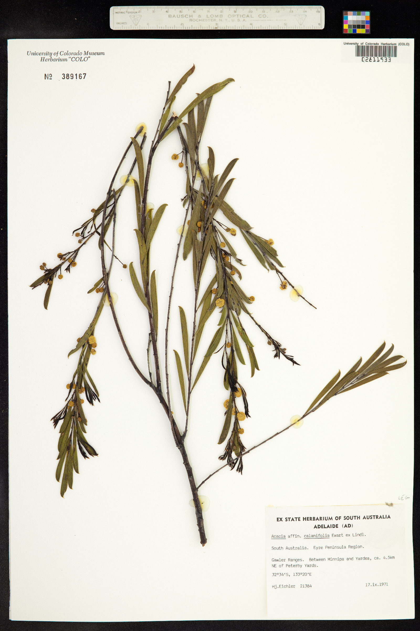 Acacia calamifolia image