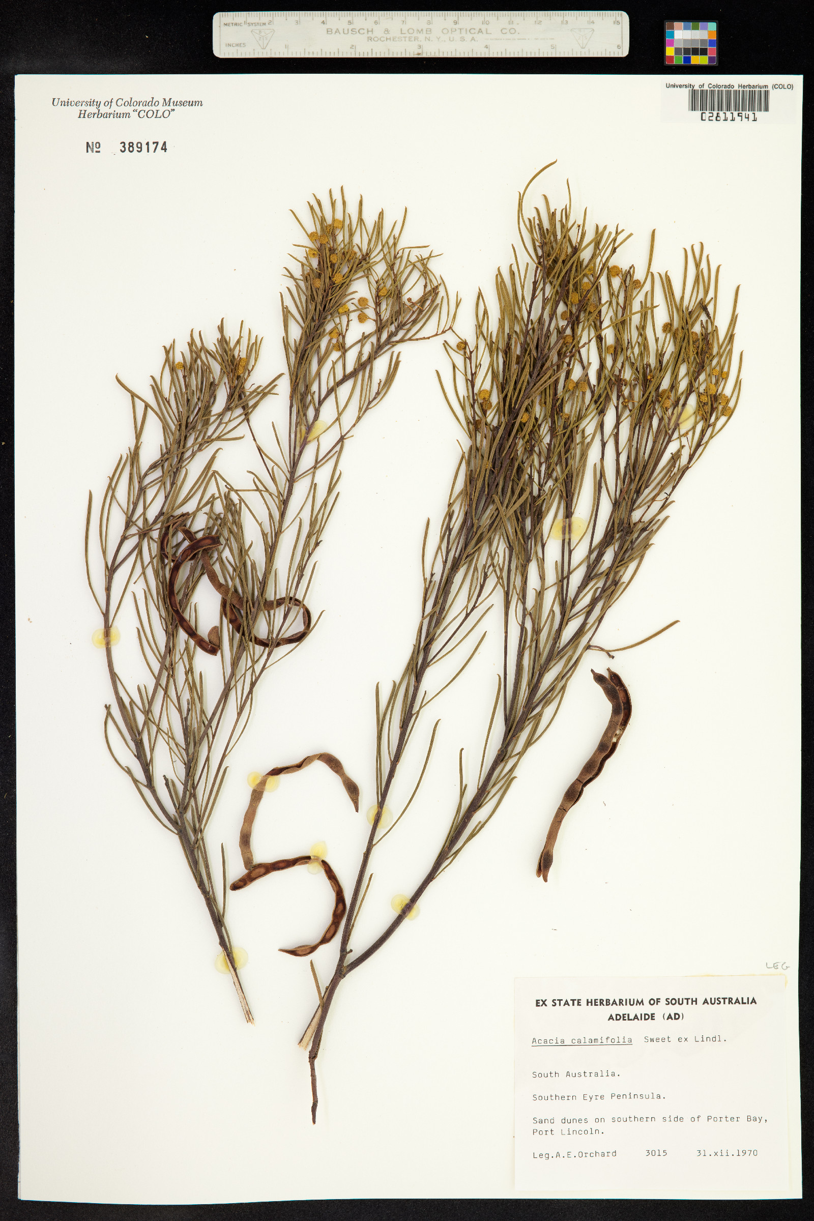 Acacia calamifolia image