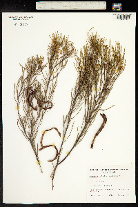 Acacia calamifolia image