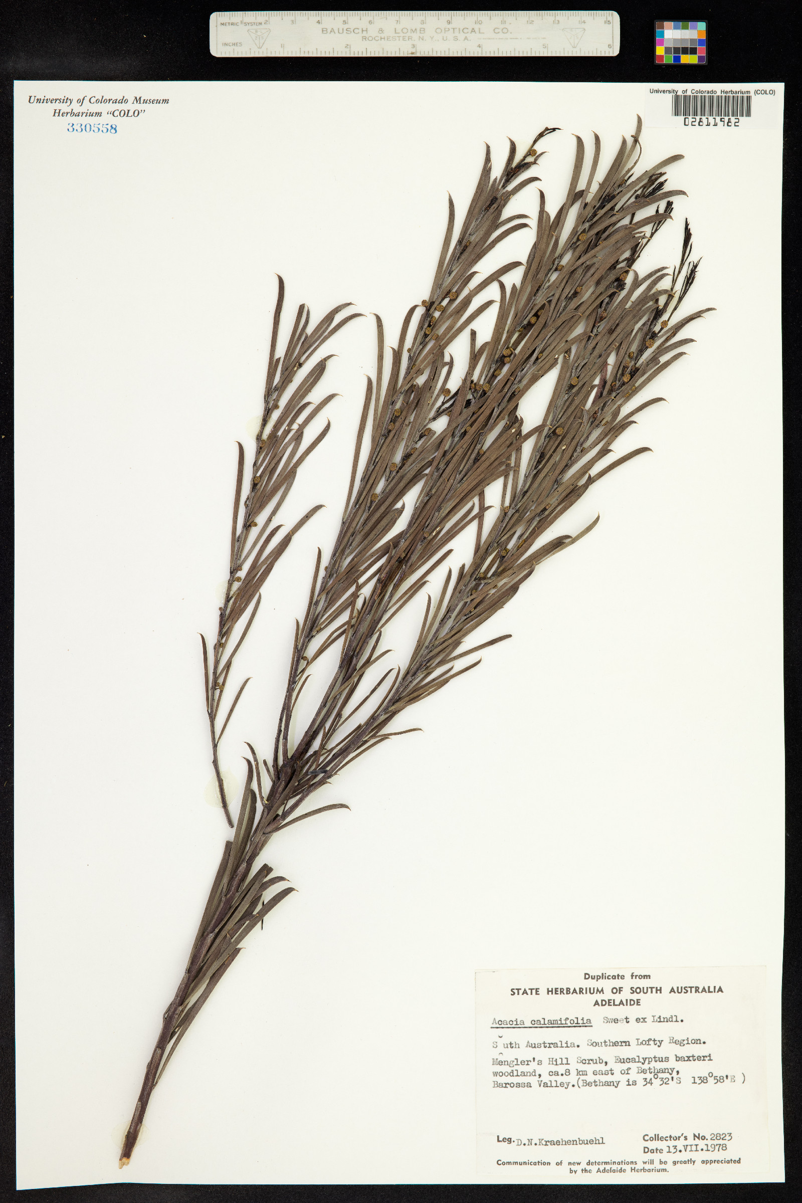 Acacia calamifolia image