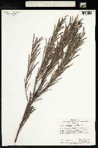 Acacia calamifolia image