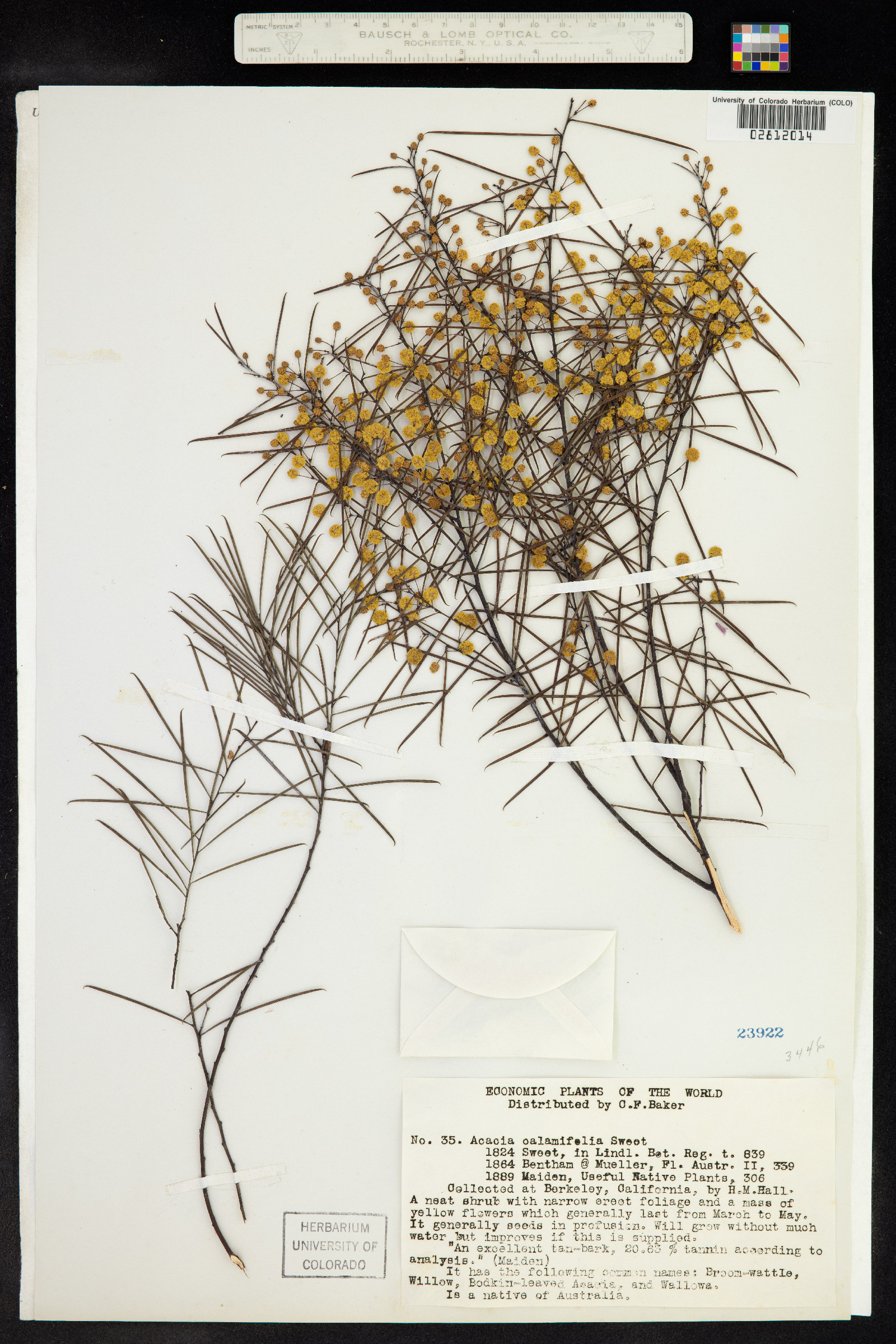 Acacia calamifolia image