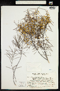 Image of Acacia calamifolia