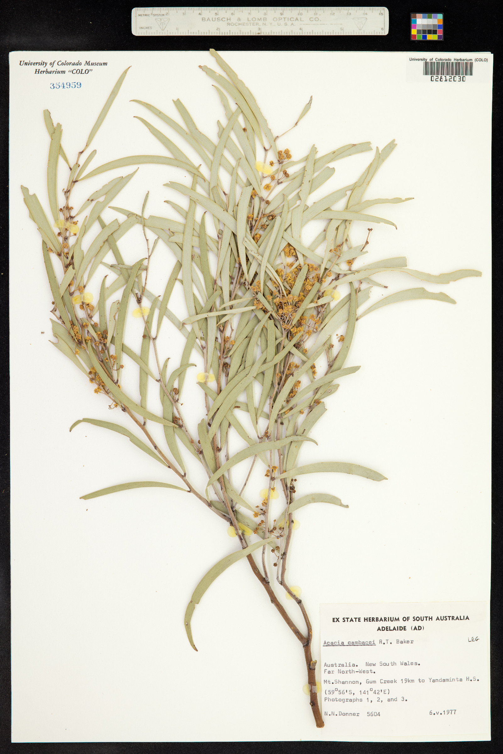 Acacia cambagei image