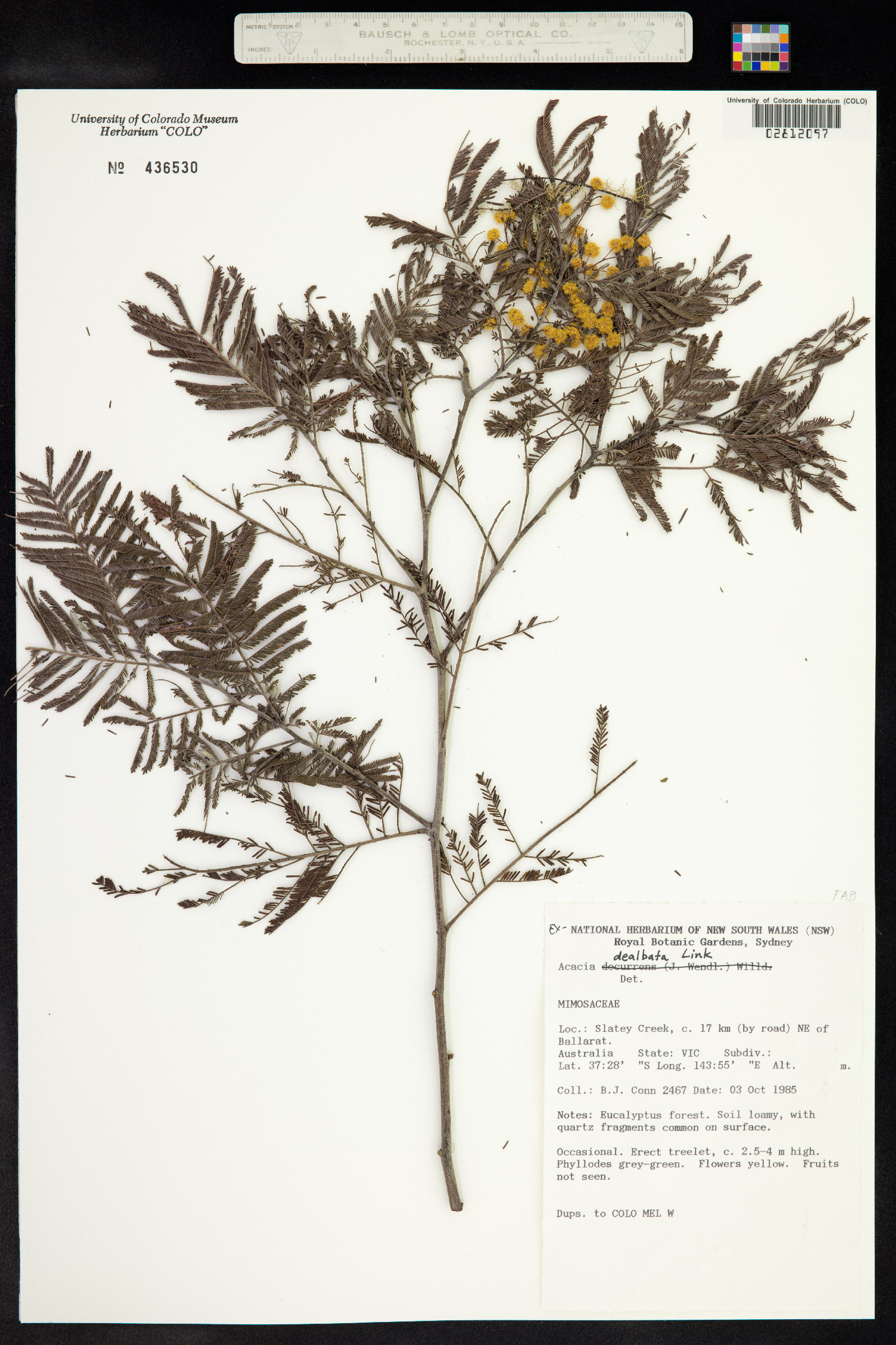 Acacia dealbata image