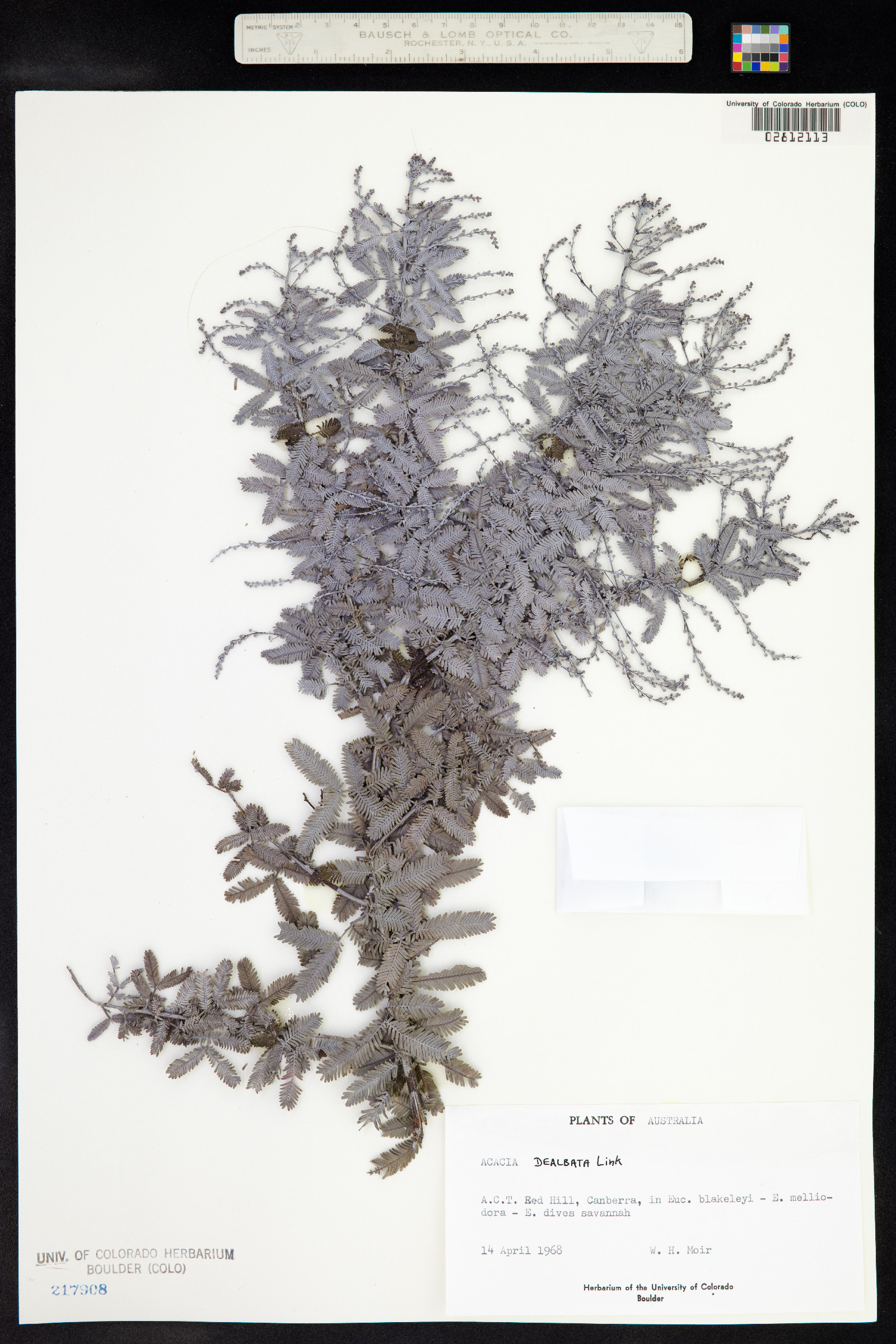 Acacia dealbata image