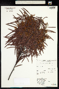 Image of Acacia caesiella