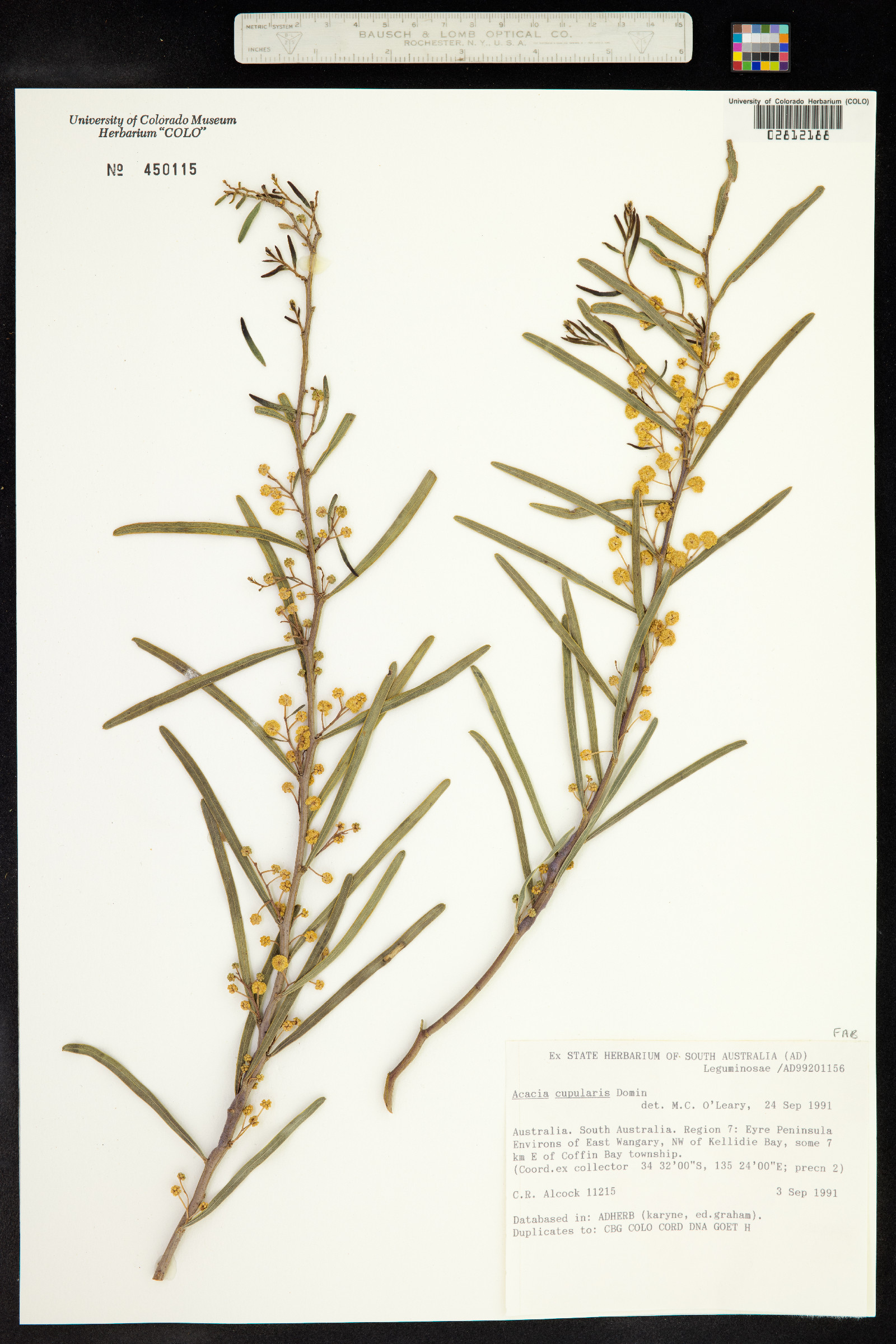 Acacia cupularis image