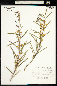 Image of Acacia cupularis