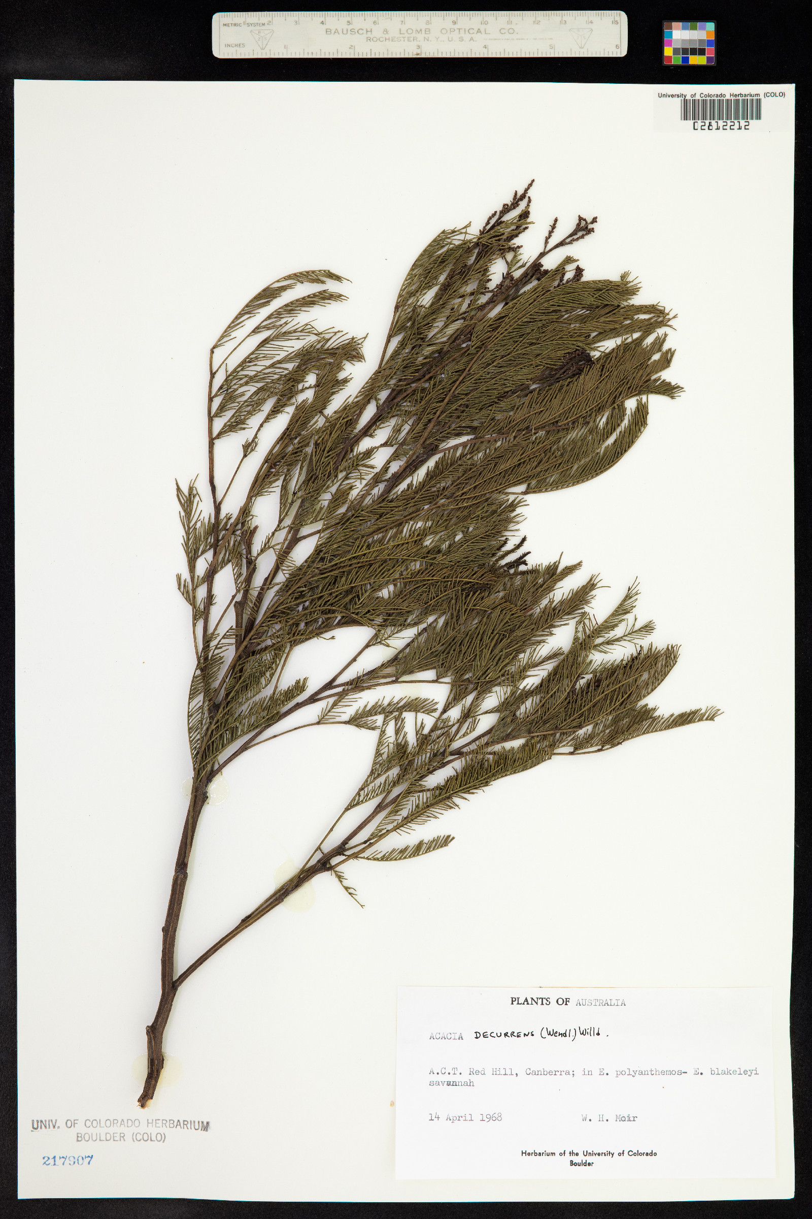 Acacia decurrens image