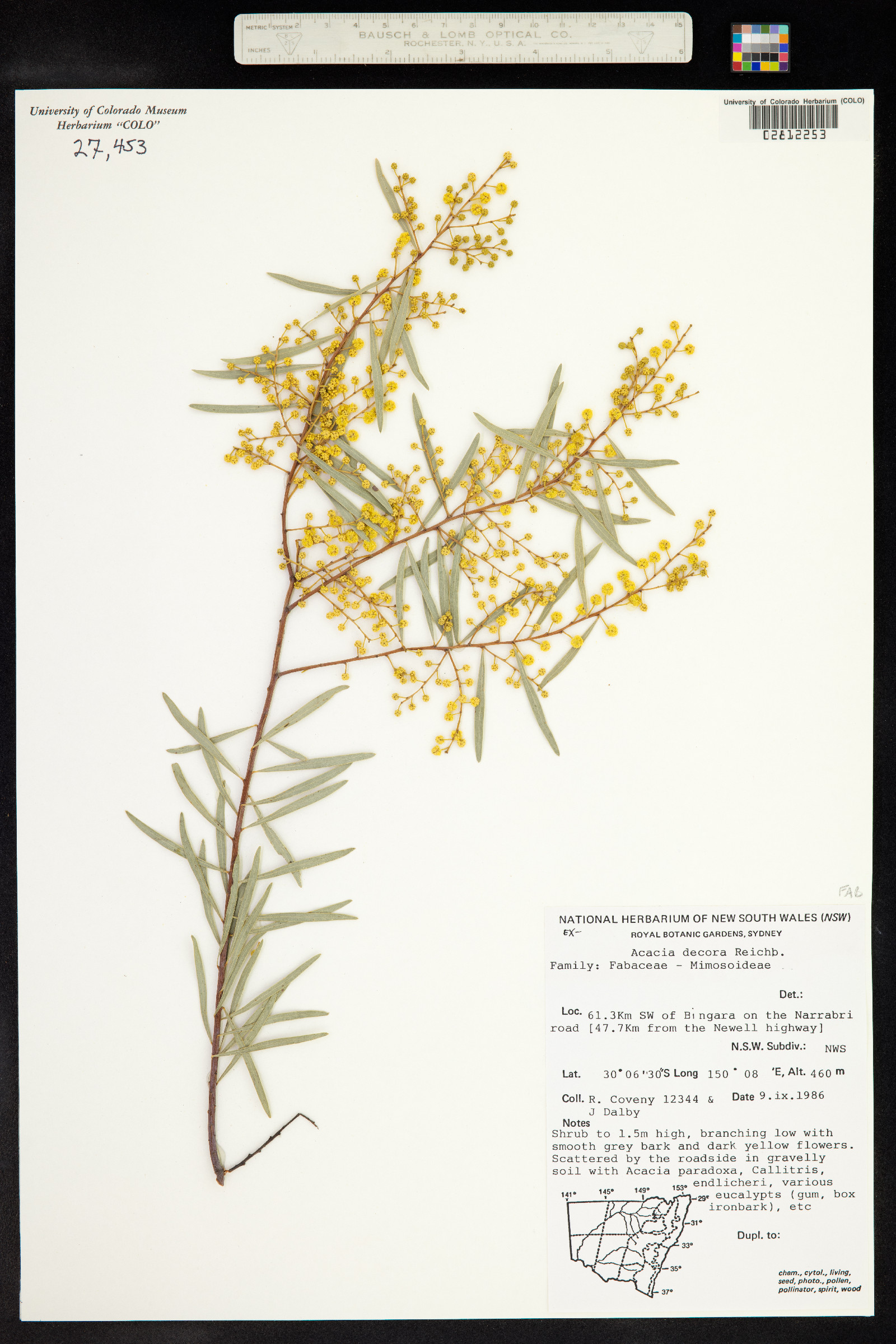 Acacia decora image