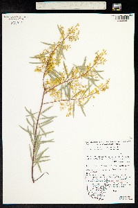Image of Acacia decora