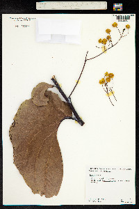 Image of Acacia dunnii