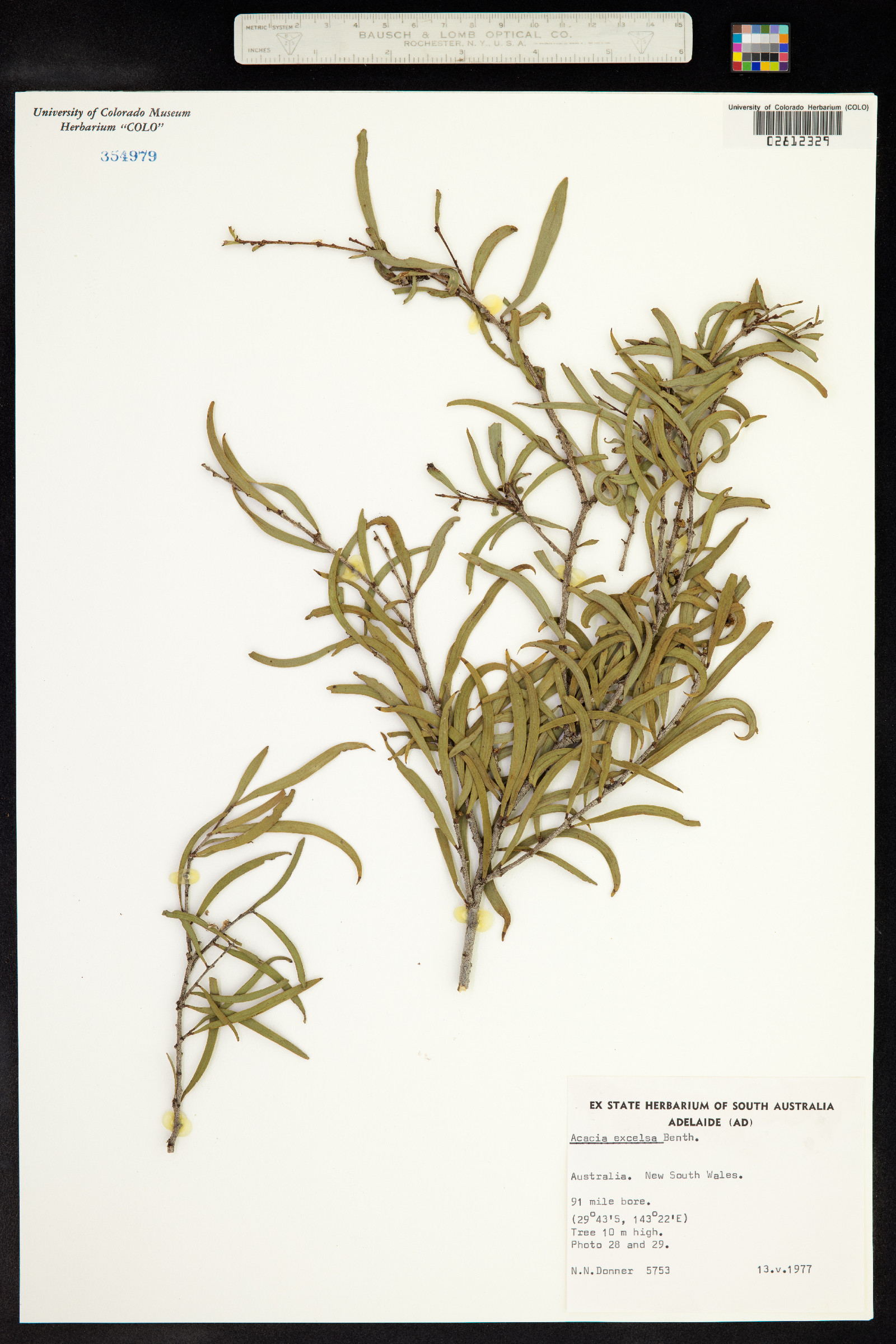 Acacia excelsa image