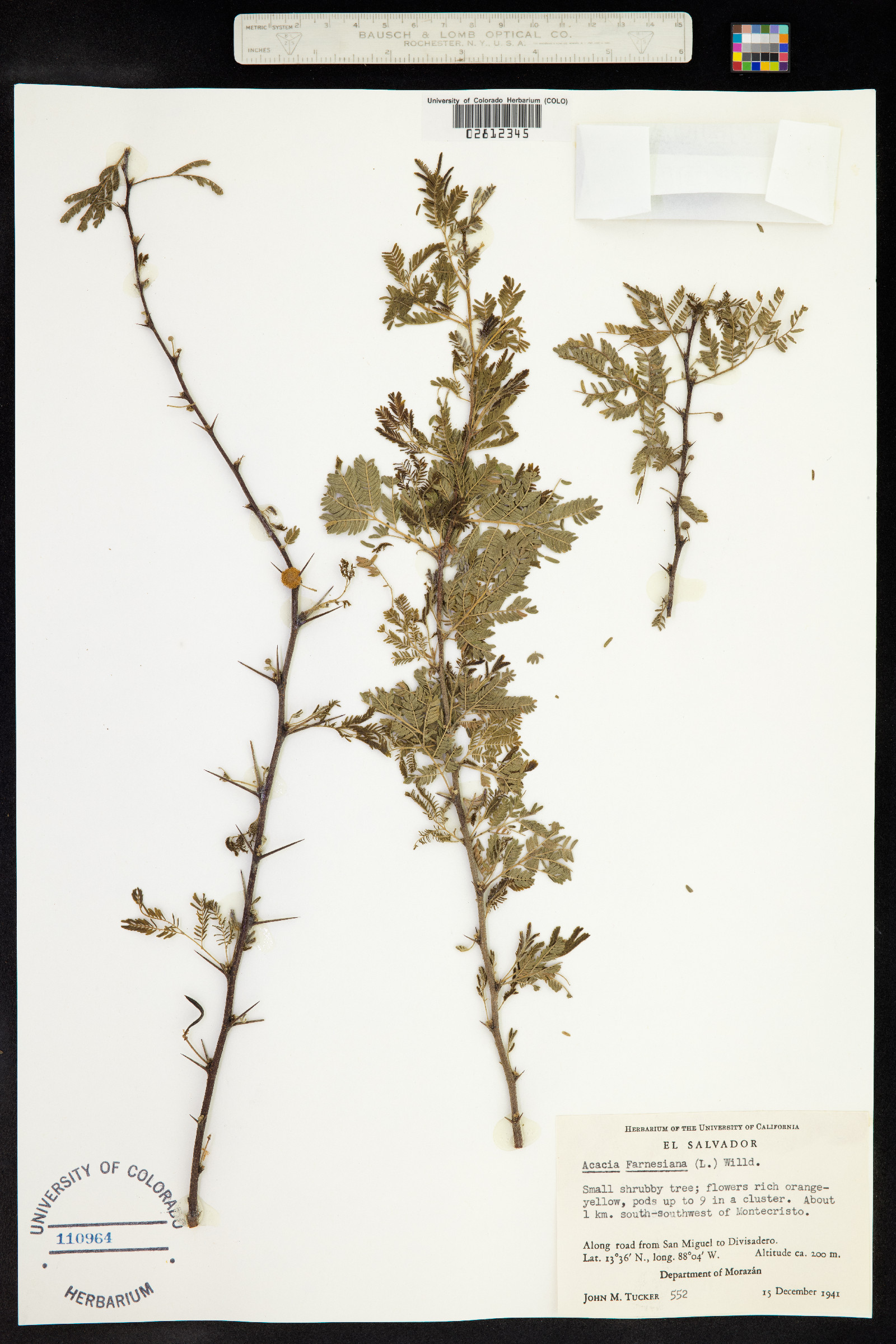 Vachellia farnesiana image