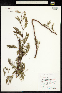 Vachellia farnesiana image