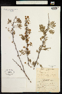 Image of Mimosa farnesiana