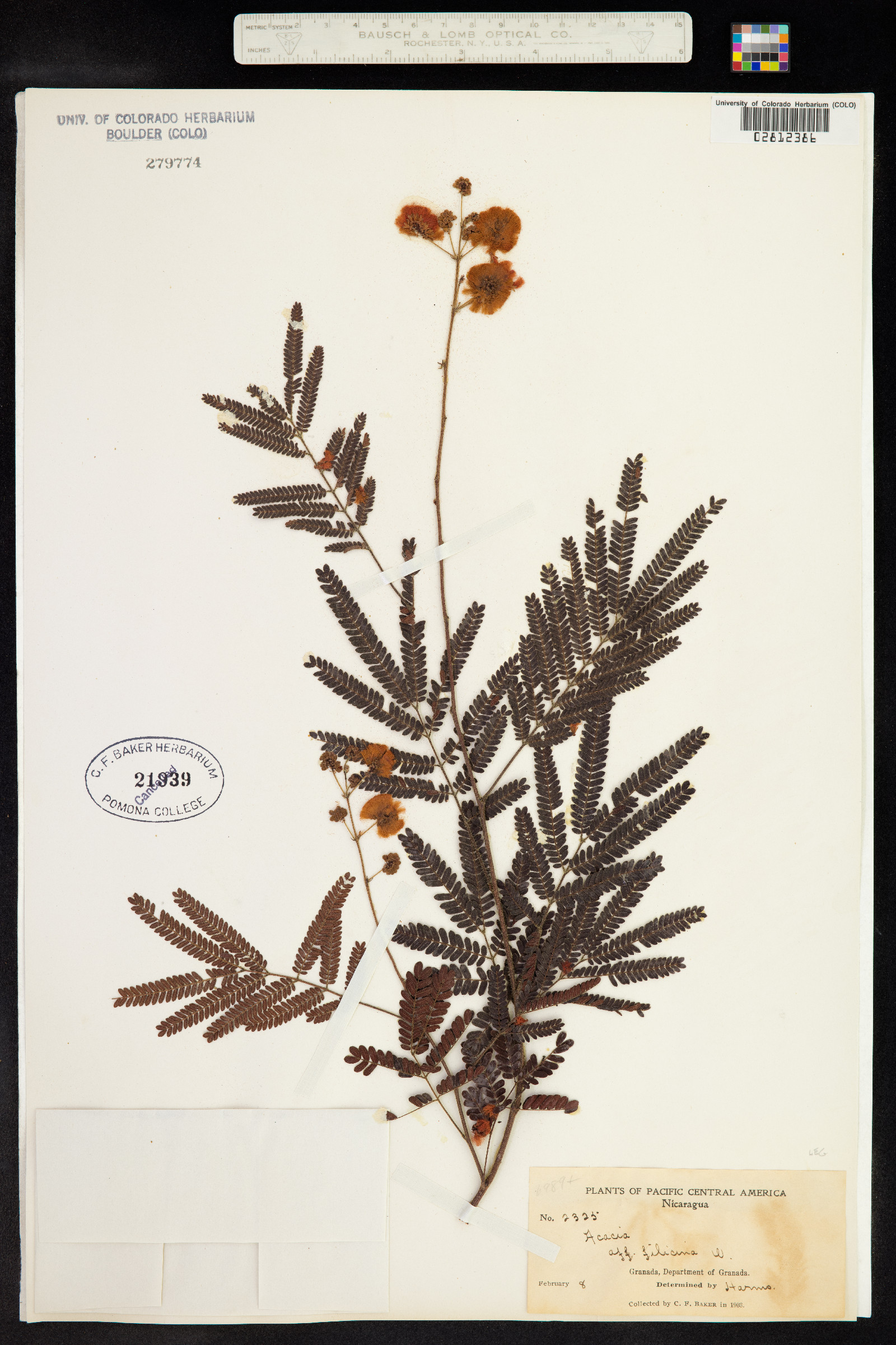 Acacia filicina image