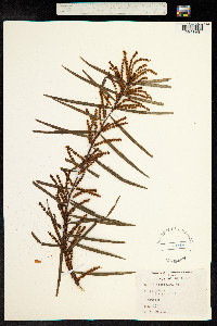 Image of Acacia floribunda
