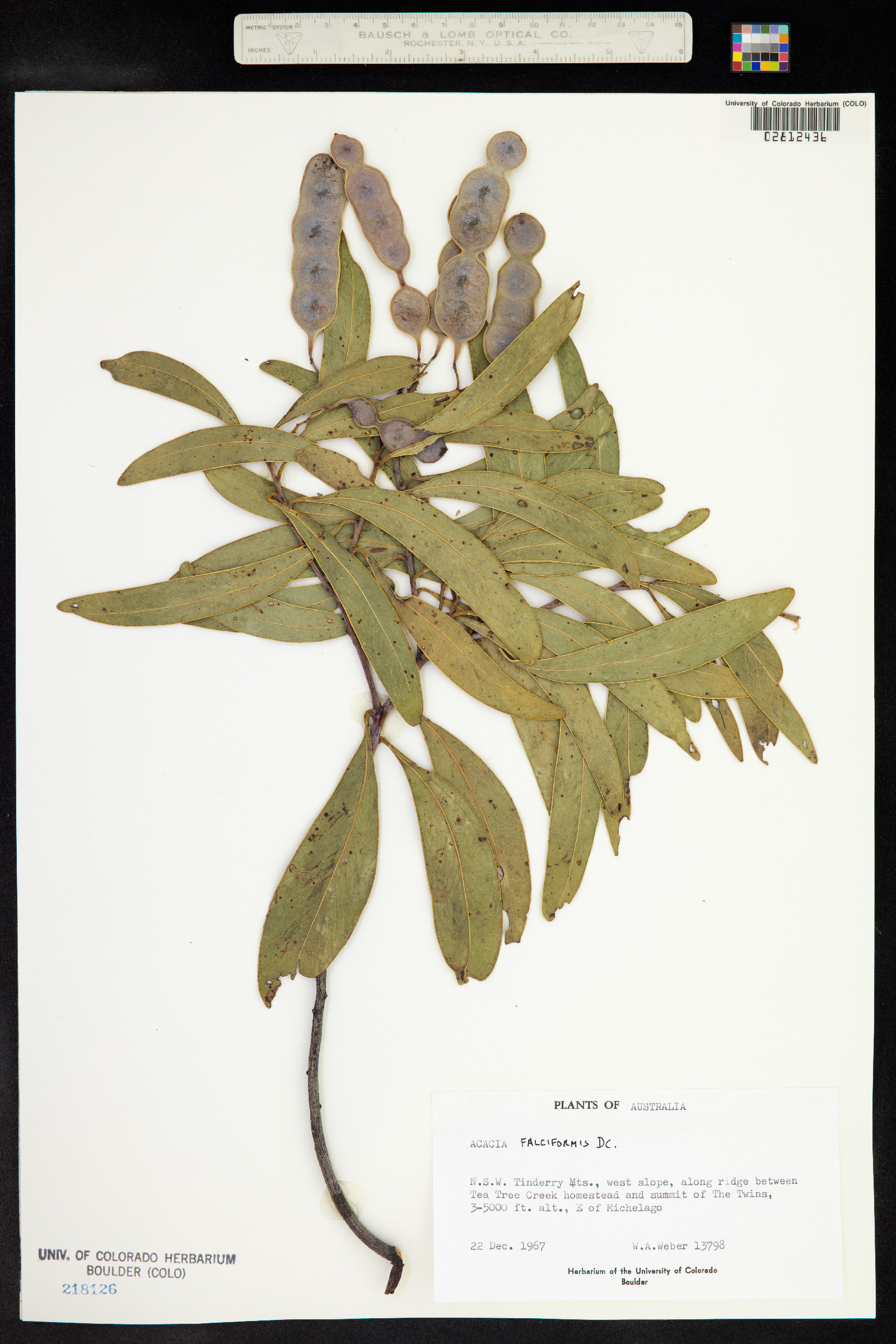 Acacia falciformis image