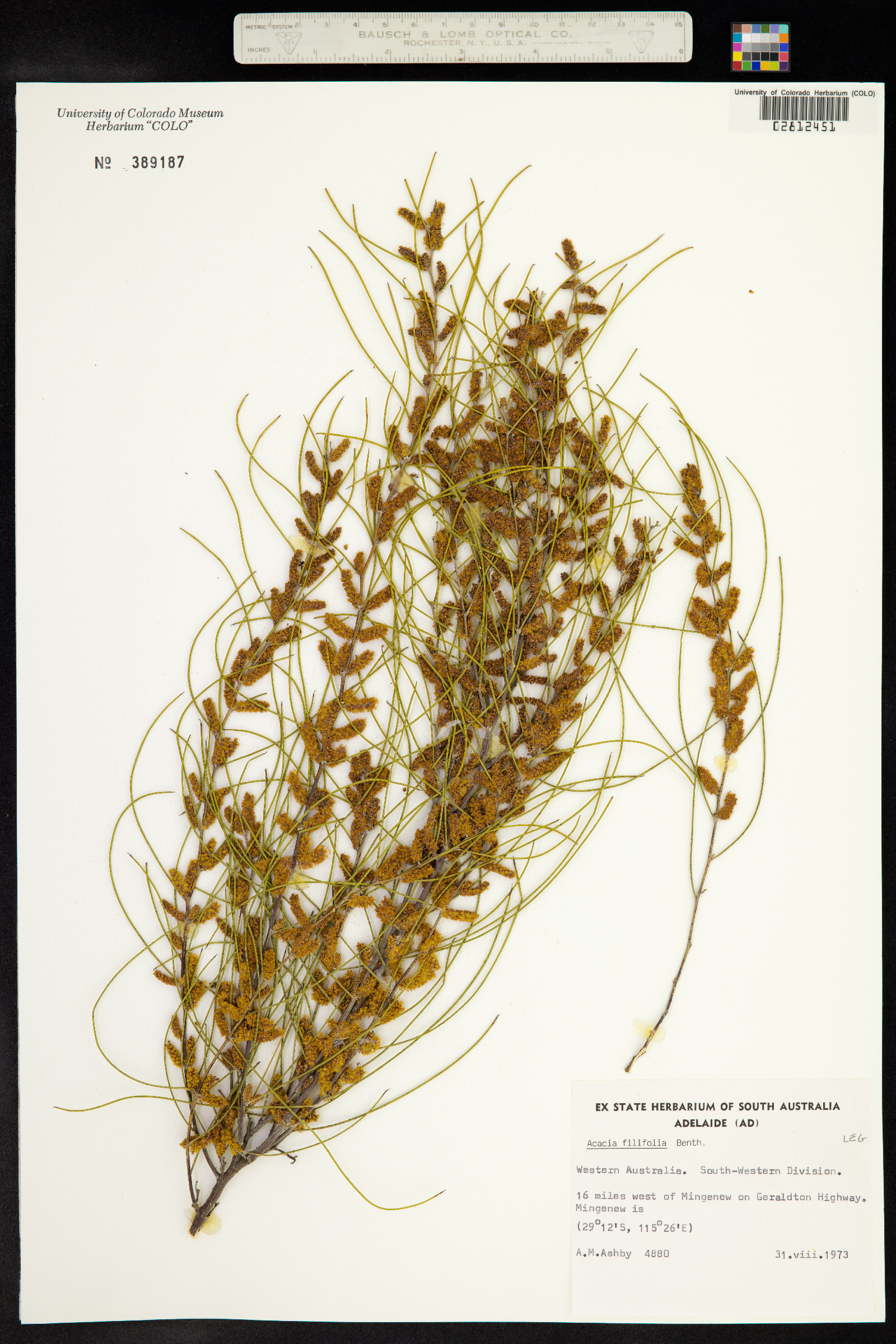 Acacia filifolia image