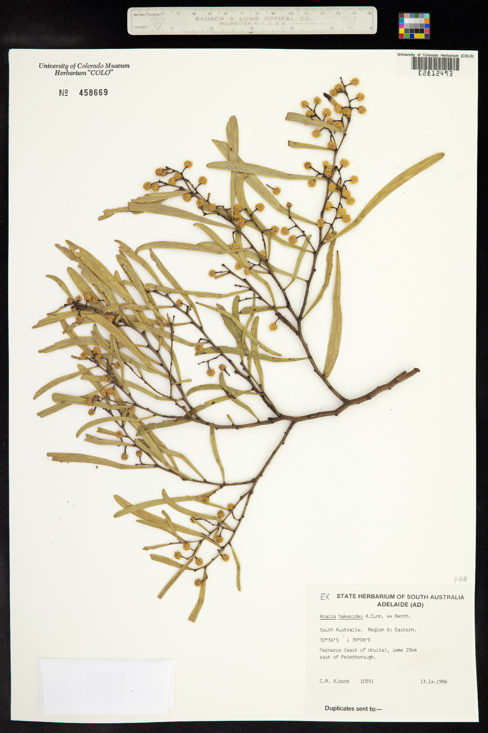 Acacia hakeoides image