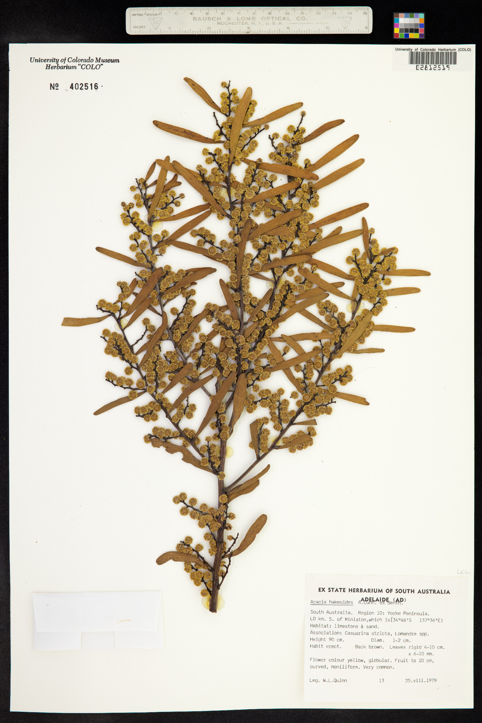 Acacia hakeoides image