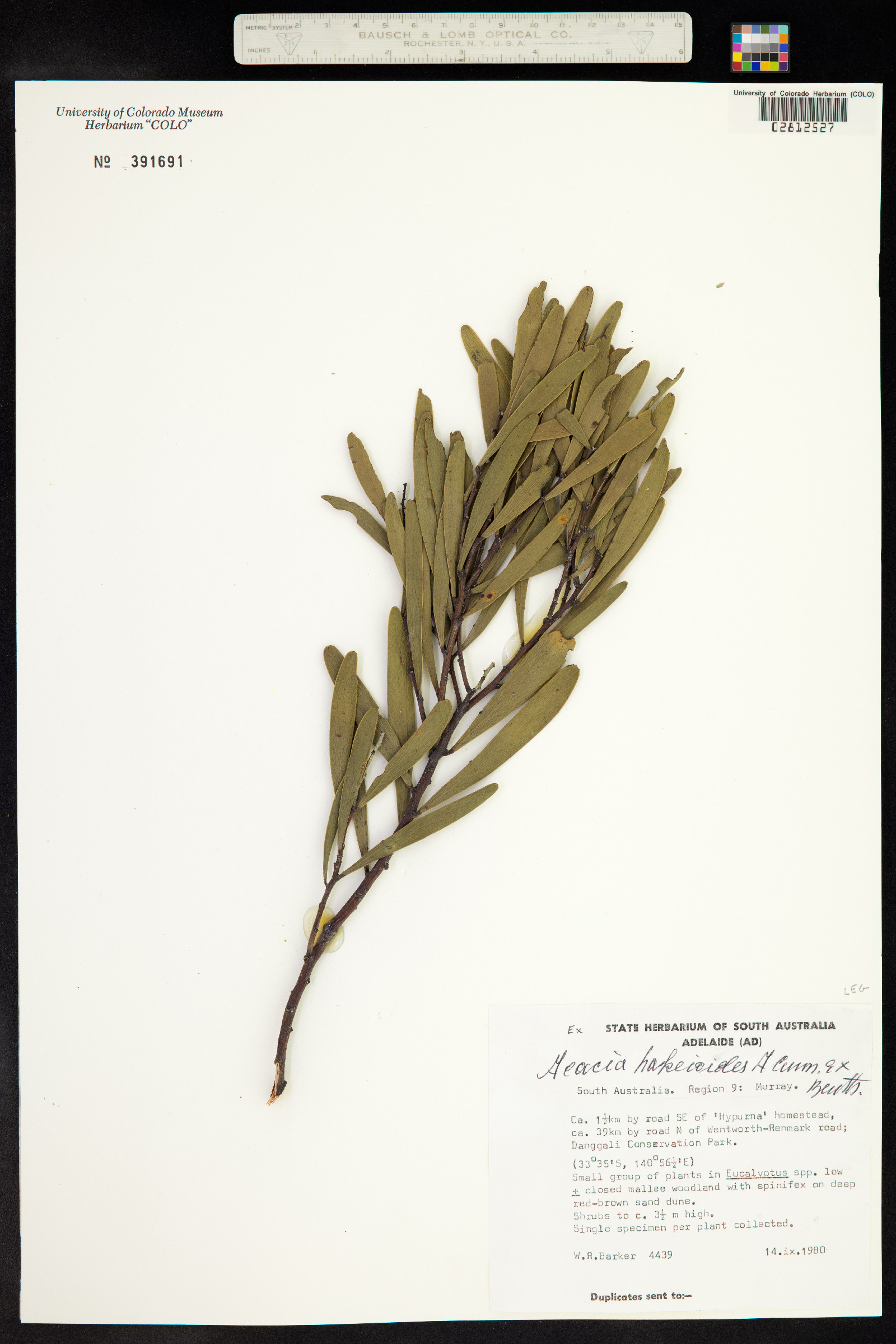 Acacia hakeoides image