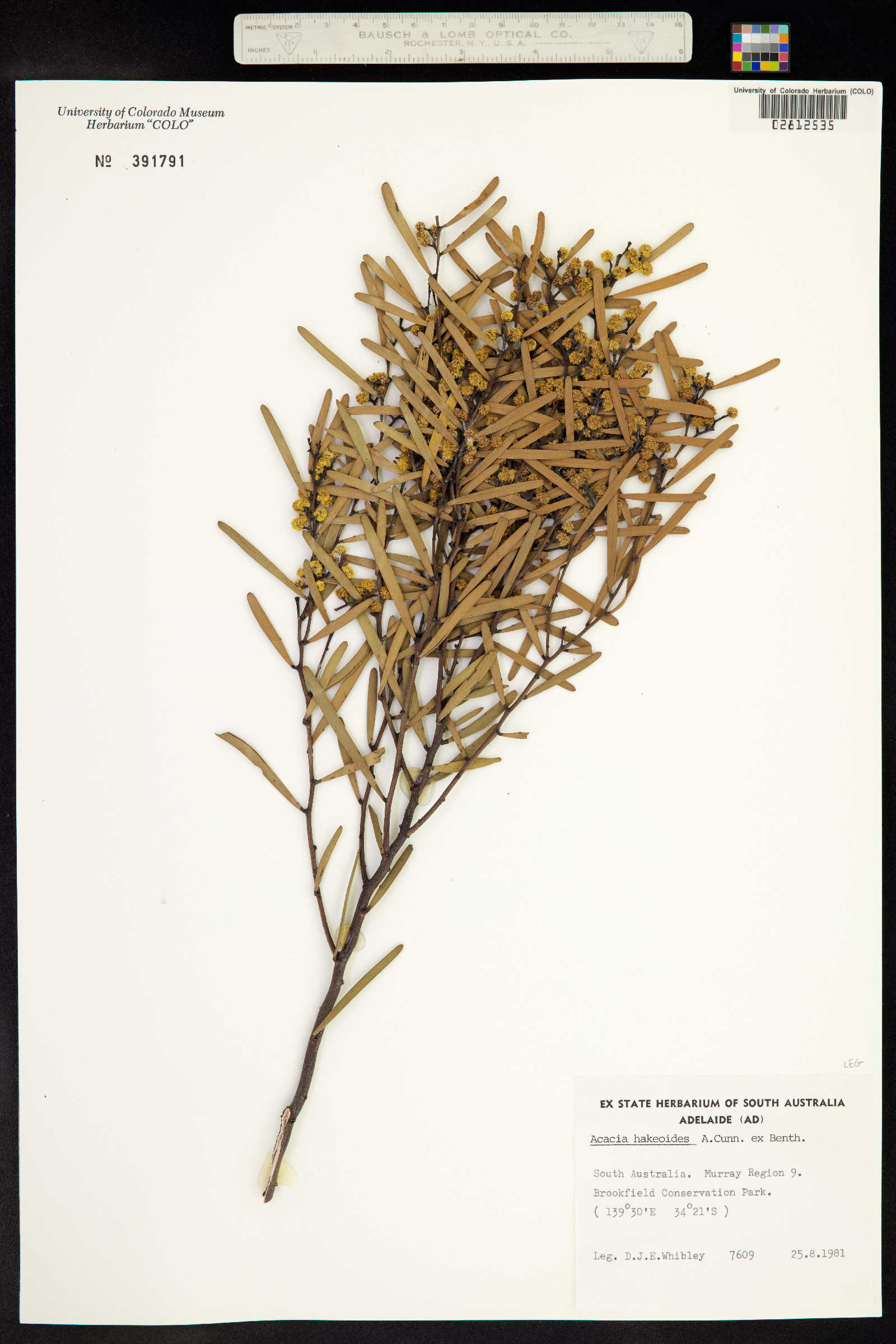 Acacia hakeoides image