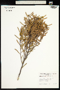 Acacia hakeoides image