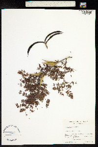 Acacia hindsii image