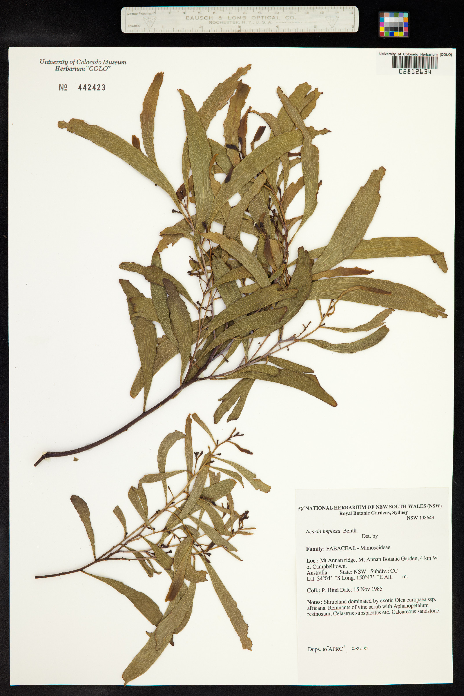 Acacia implexa image