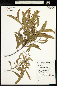 Acacia implexa image