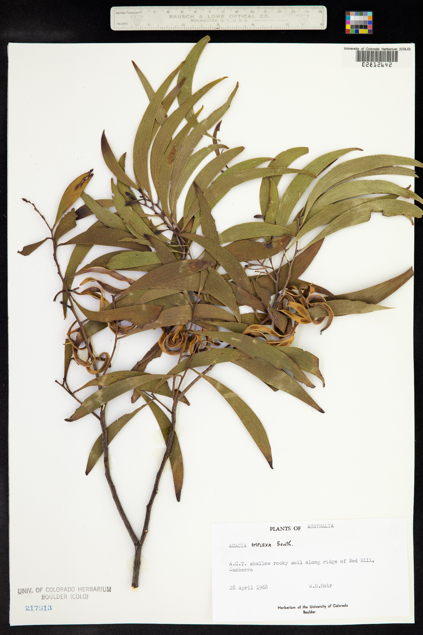 Acacia implexa image