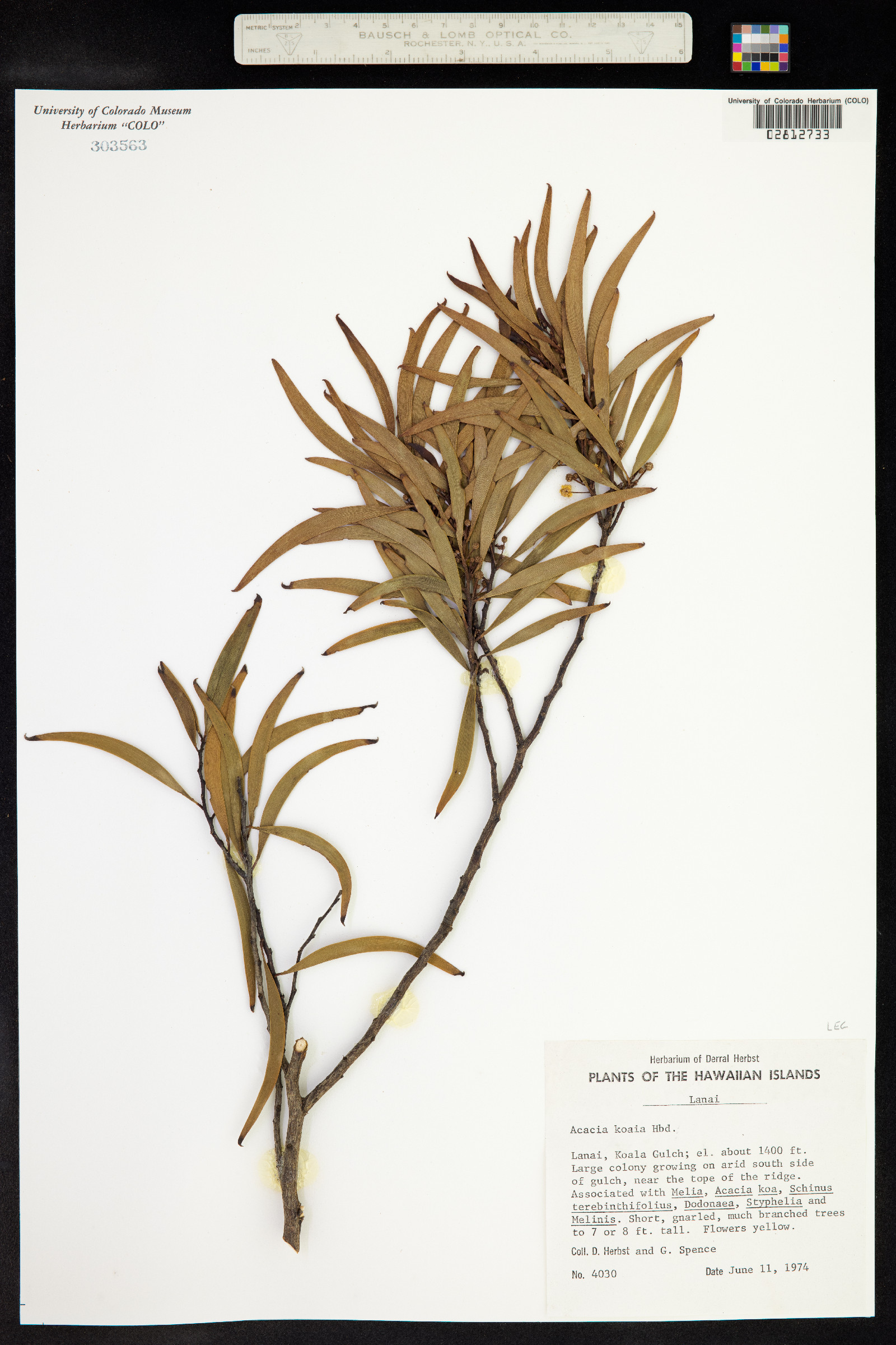 Acacia koaia image