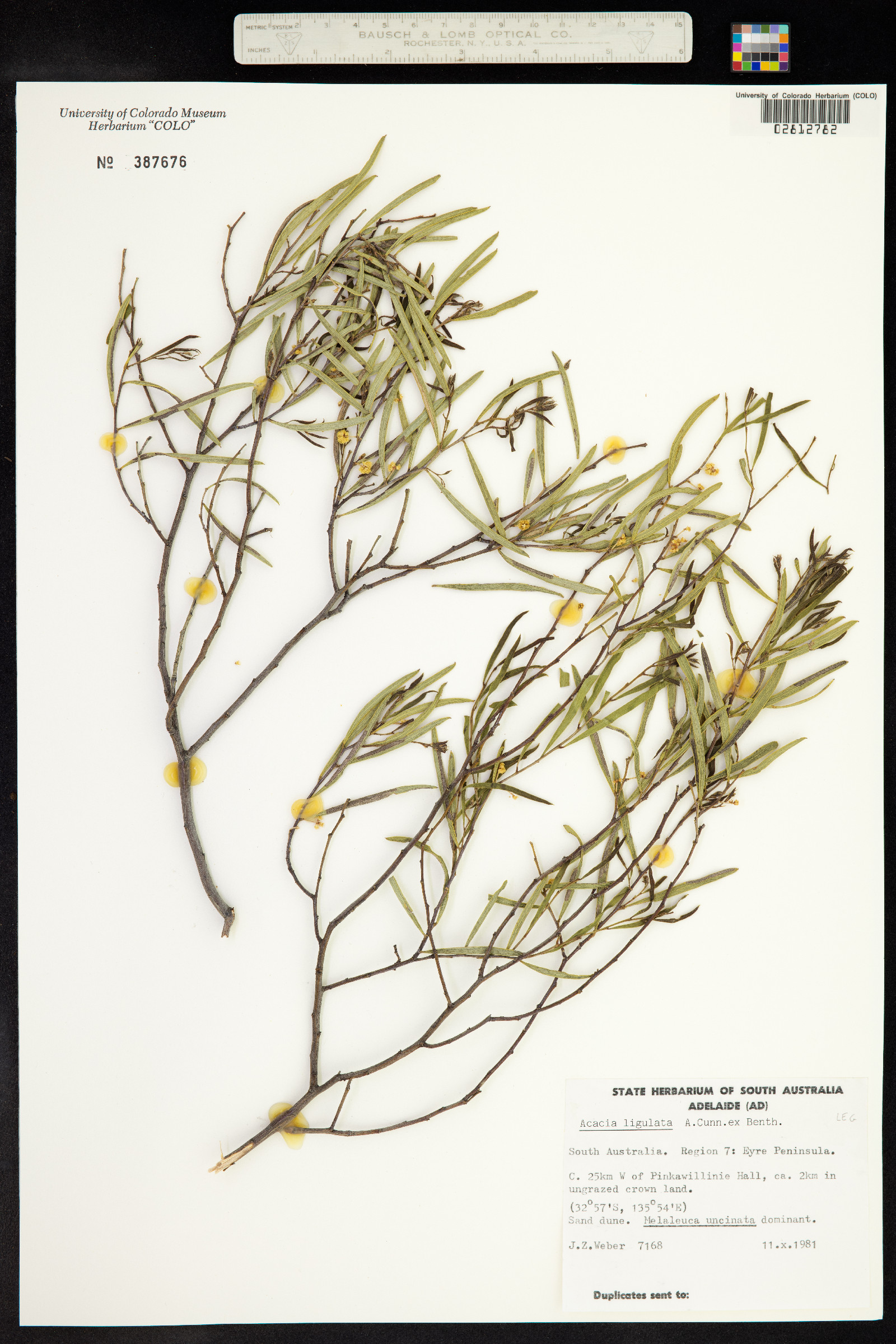 Acacia ligulata image