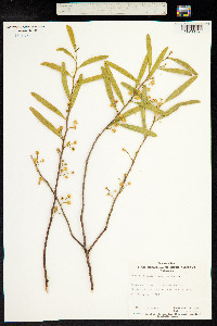 Image of Acacia ligulata