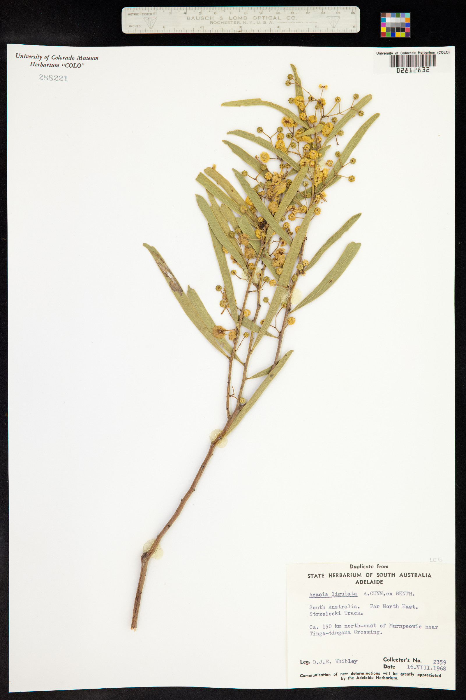 Acacia ligulata image