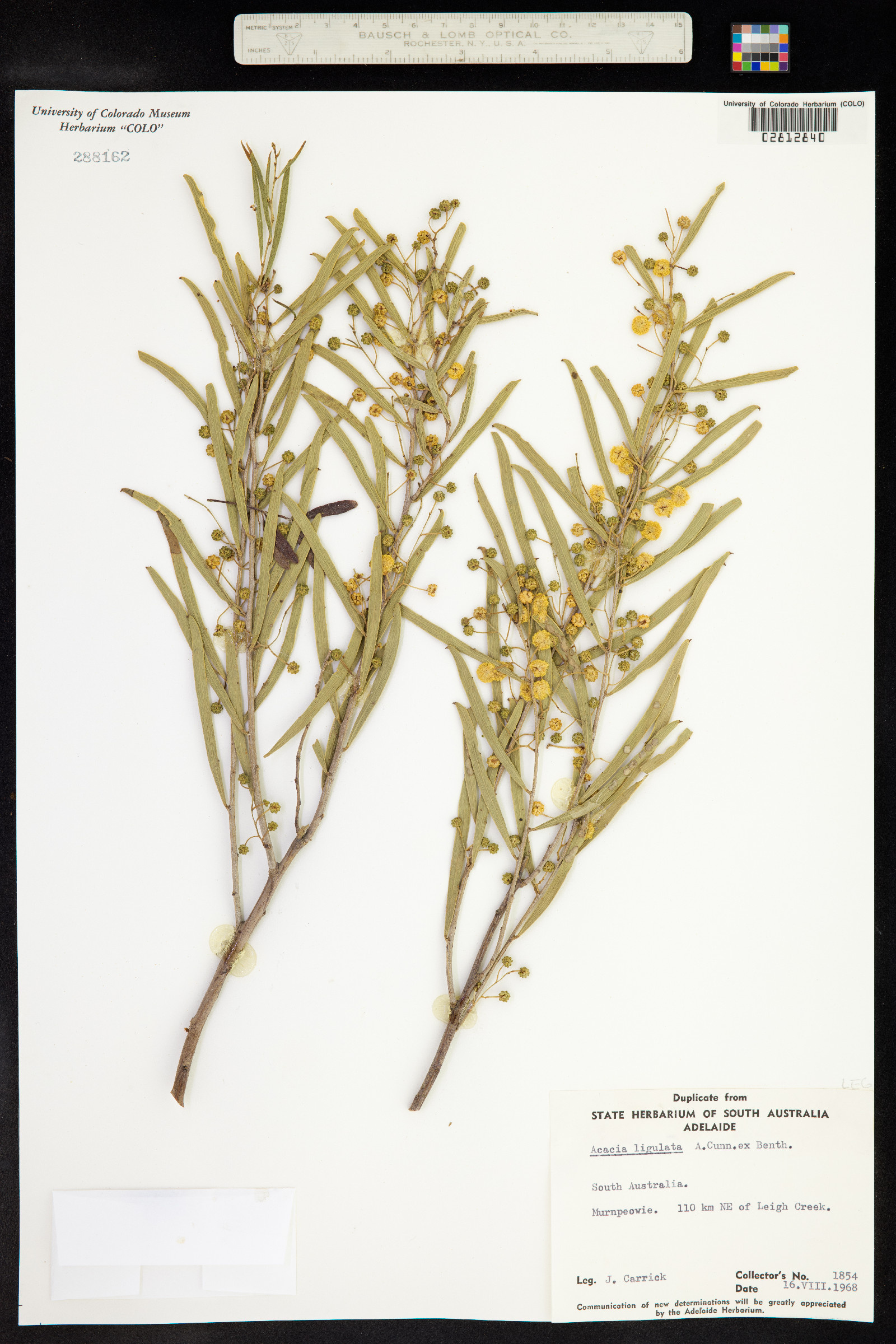 Acacia ligulata image